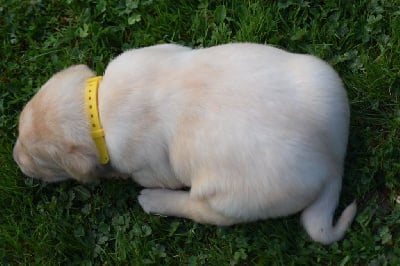 Les chiots de Labrador Retriever