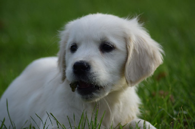 Les chiots de Golden Retriever