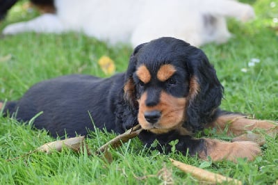 Les chiots de Cocker Spaniel Anglais