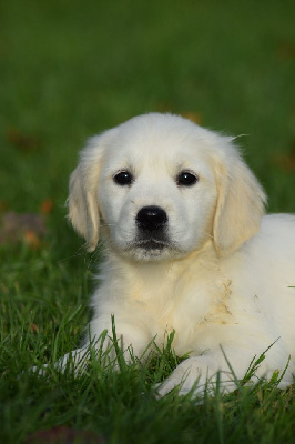 Les chiots de Golden Retriever