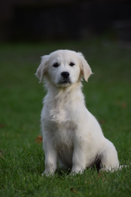 Les chiots de Golden Retriever