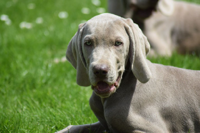 Les chiots de Braque de Weimar