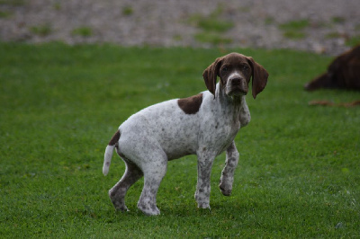 Les chiots de Braque français, type Pyrenees (petite taille)