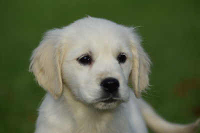 Les chiots de Golden Retriever