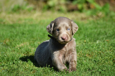 Les chiots de Braque de Weimar