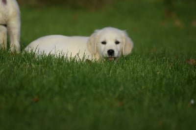 Les chiots de Golden Retriever