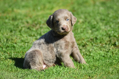 Les chiots de Braque de Weimar