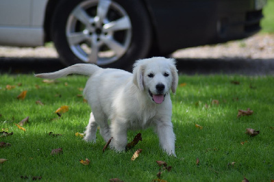 Les chiots de Golden Retriever