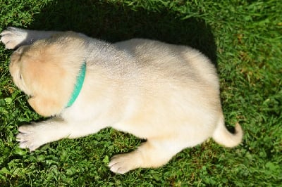 Les chiots de Labrador Retriever