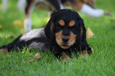 Les chiots de Cocker Spaniel Anglais