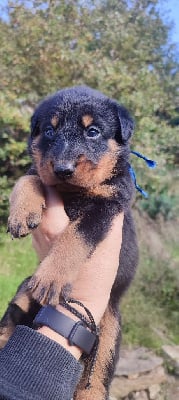 Les chiots de Berger de Beauce