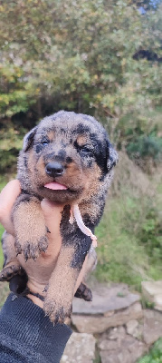 Les chiots de Berger de Beauce