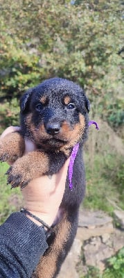 Les chiots de Berger de Beauce