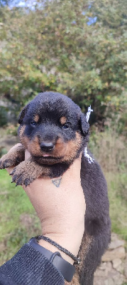 Les chiots de Berger de Beauce