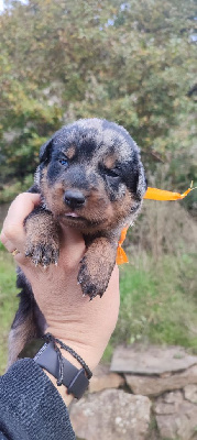 Les chiots de Berger de Beauce