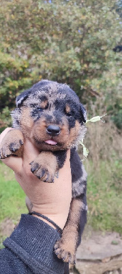 Les chiots de Berger de Beauce