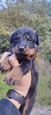 Les chiots de Berger de Beauce