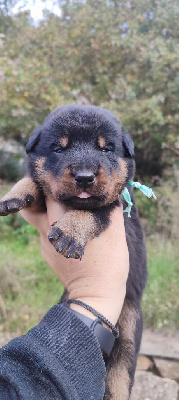 Les chiots de Berger de Beauce