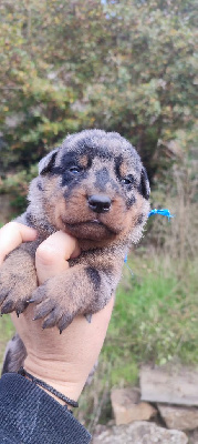 Les chiots de Berger de Beauce