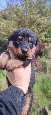 Les chiots de Berger de Beauce