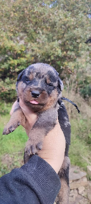 Les chiots de Berger de Beauce