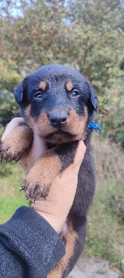 Les chiots de Berger de Beauce