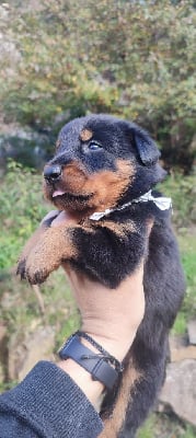 Les chiots de Berger de Beauce