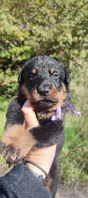 Les chiots de Berger de Beauce