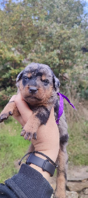 Les chiots de Berger de Beauce