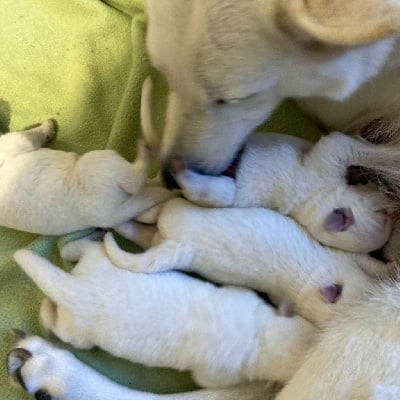 CHIOT - Berger Blanc Suisse