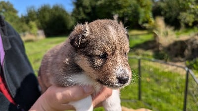 CHIOT 3 - Shetland Sheepdog