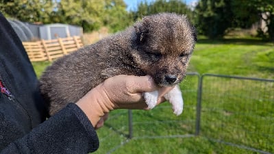 CHIOT 2 - Shetland Sheepdog