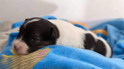 Les chiots de Epagneul nain Continental (Papillon)