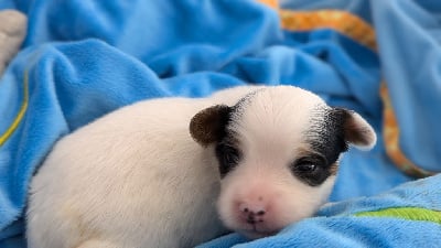 Les chiots de Epagneul nain Continental (Papillon)