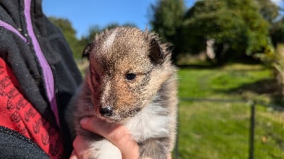 Les chiots de Shetland Sheepdog