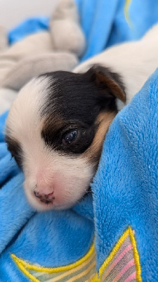 Les chiots de Epagneul nain Continental (Papillon)