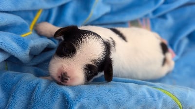 Les chiots de Epagneul nain Continental (Papillon)