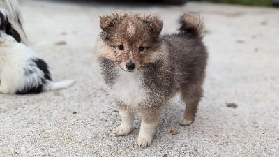 Les chiots de Shetland Sheepdog