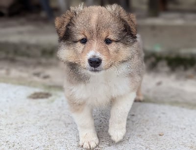 Les chiots de Shetland Sheepdog