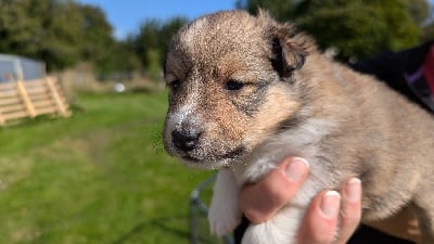 Les chiots de Shetland Sheepdog