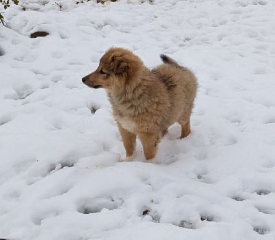 Les chiots de Shetland Sheepdog