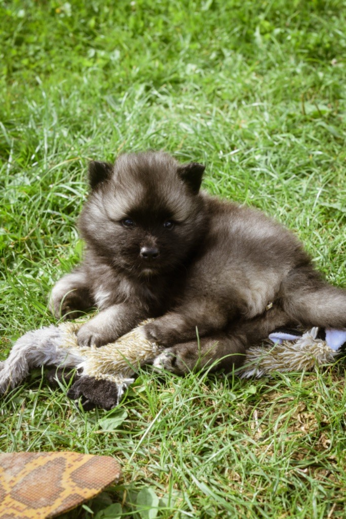 CHIOT 1 - Spitz allemand