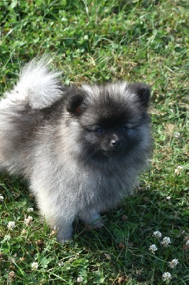 Les chiots de Spitz allemand