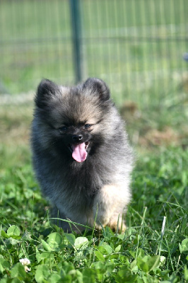 Les chiots de Spitz allemand