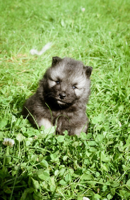 Les chiots de Spitz allemand