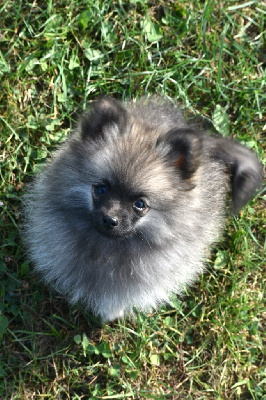 Les chiots de Spitz allemand