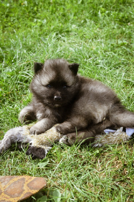 Les chiots de Spitz allemand