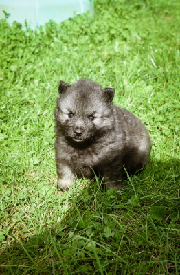 Les chiots de Spitz allemand