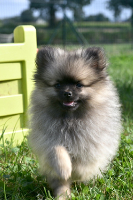 Les chiots de Spitz allemand