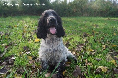 Les chiots de Cocker Spaniel Anglais